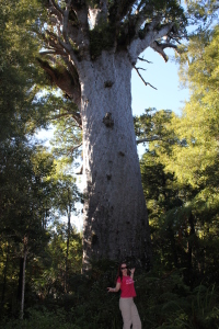 Kauri