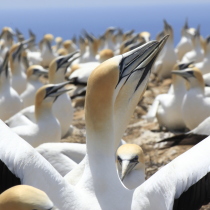 Cape Kidnappers